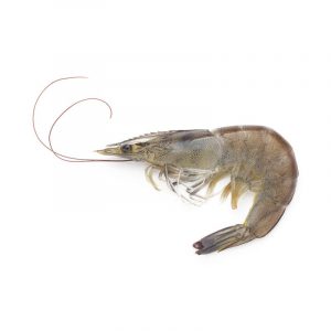 Head-On Shrimp